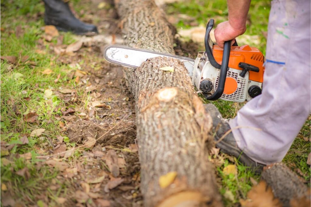 Local Tree Removal: Finding Trusted Tree Loppers Near Me
