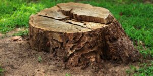 Understanding the Cost to Grind Stumps: A Homeowner’s Guide