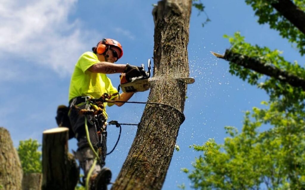 Tree Services Sydney