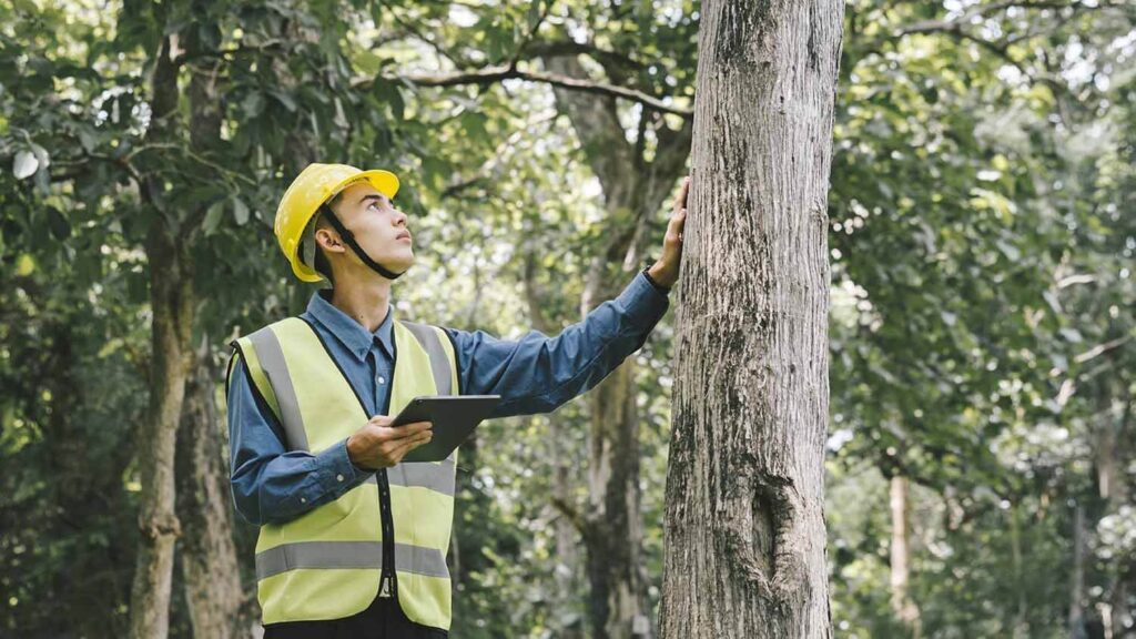tree services sydney