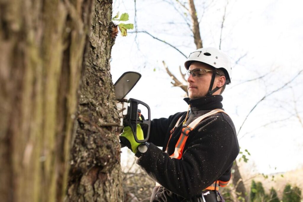 tree cutting