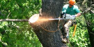Tree Services Sydney: From Lopping to Complete Removal
