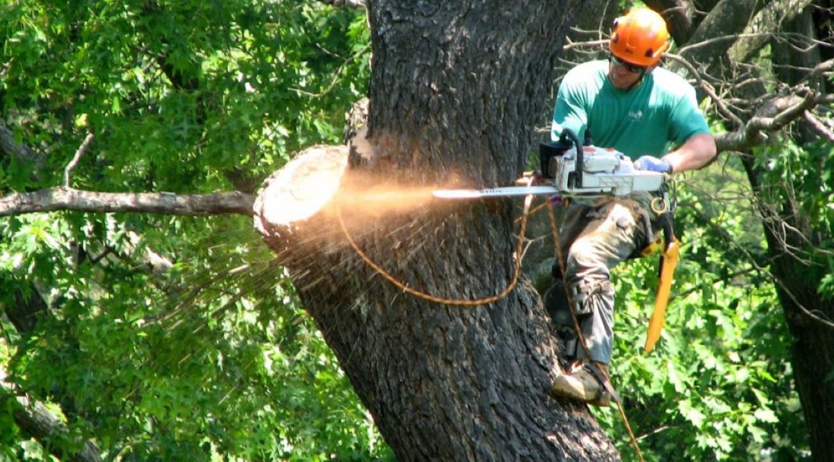 Tree Services Sydney