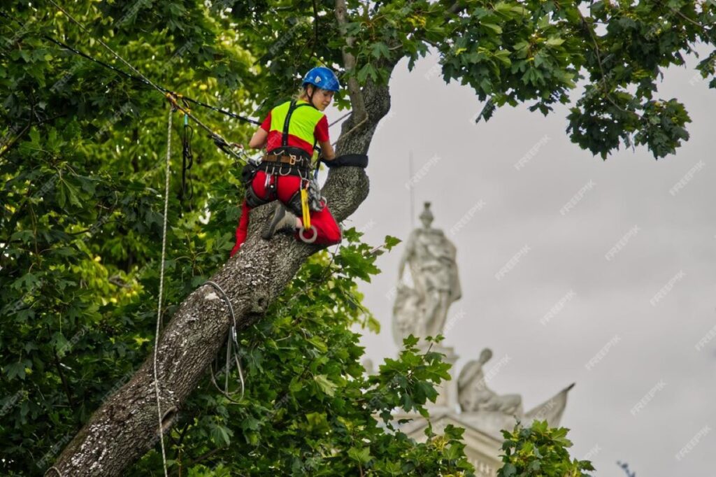 tree services sydney