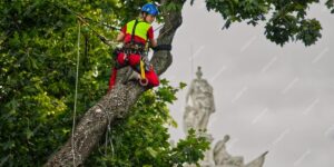 How Tree Removal Services in Sydney Can Save Your Home and Garden