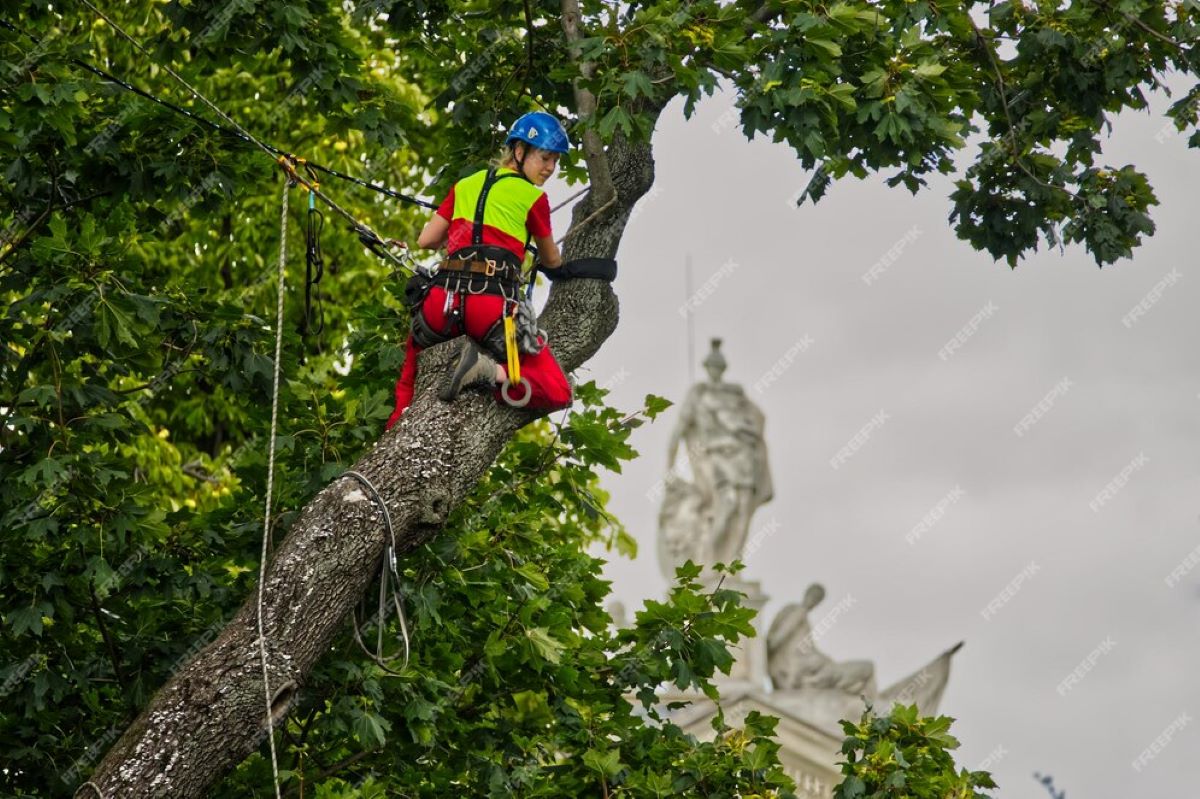 tree services sydney