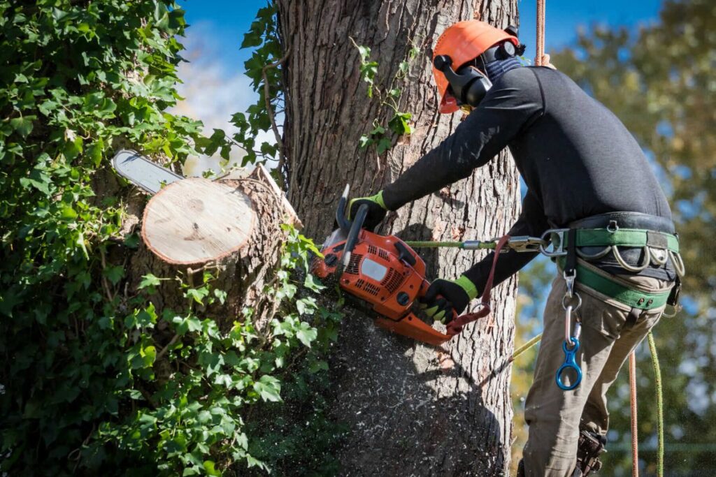 Thornleigh tree services