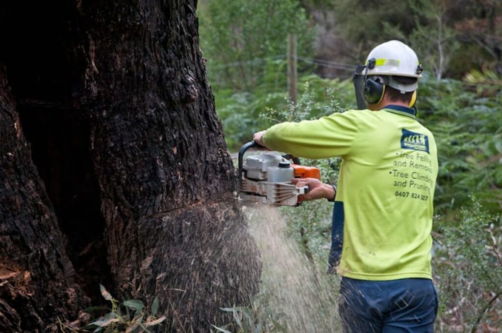 Thornleigh tree services