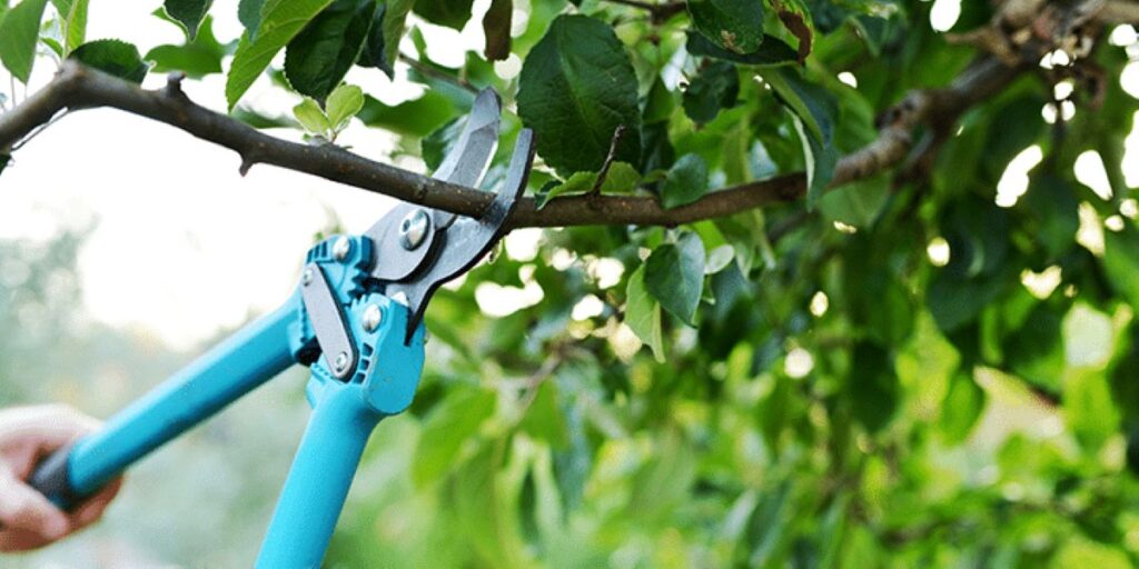 tree pruning service