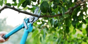 Why Winter is the Best Time to Schedule Your Tree Pruning Service