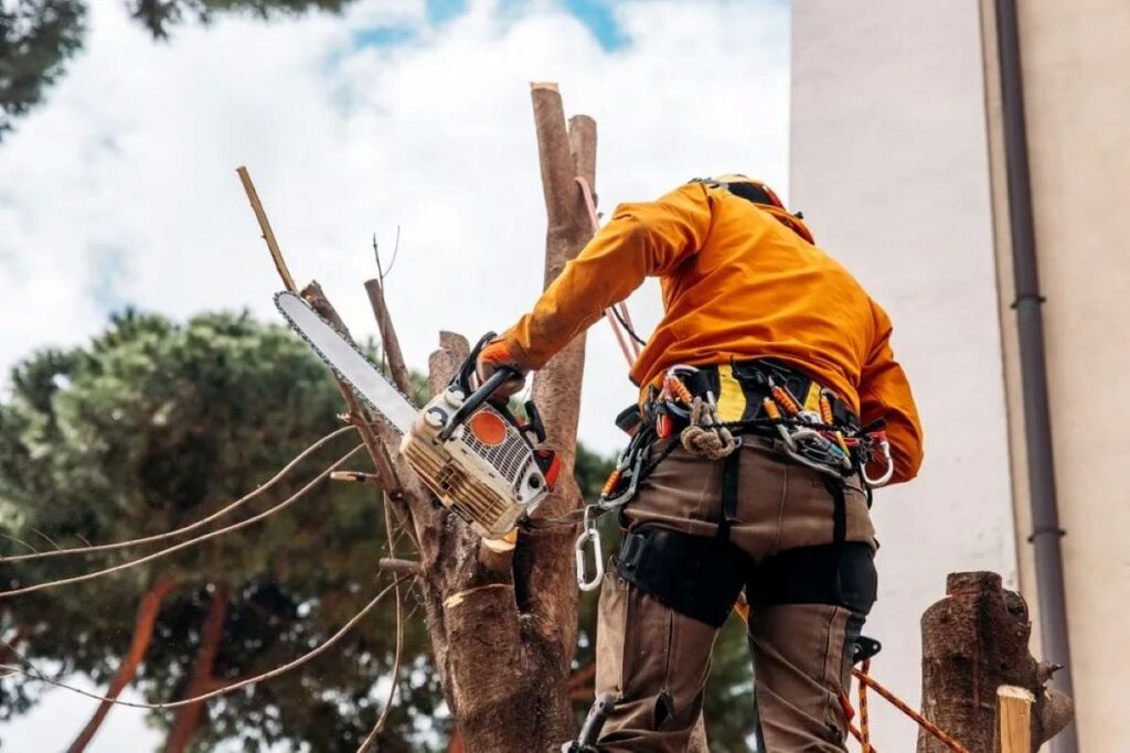 consulting arborist sydney
