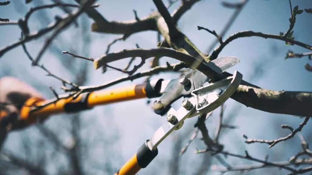 tree pruning service