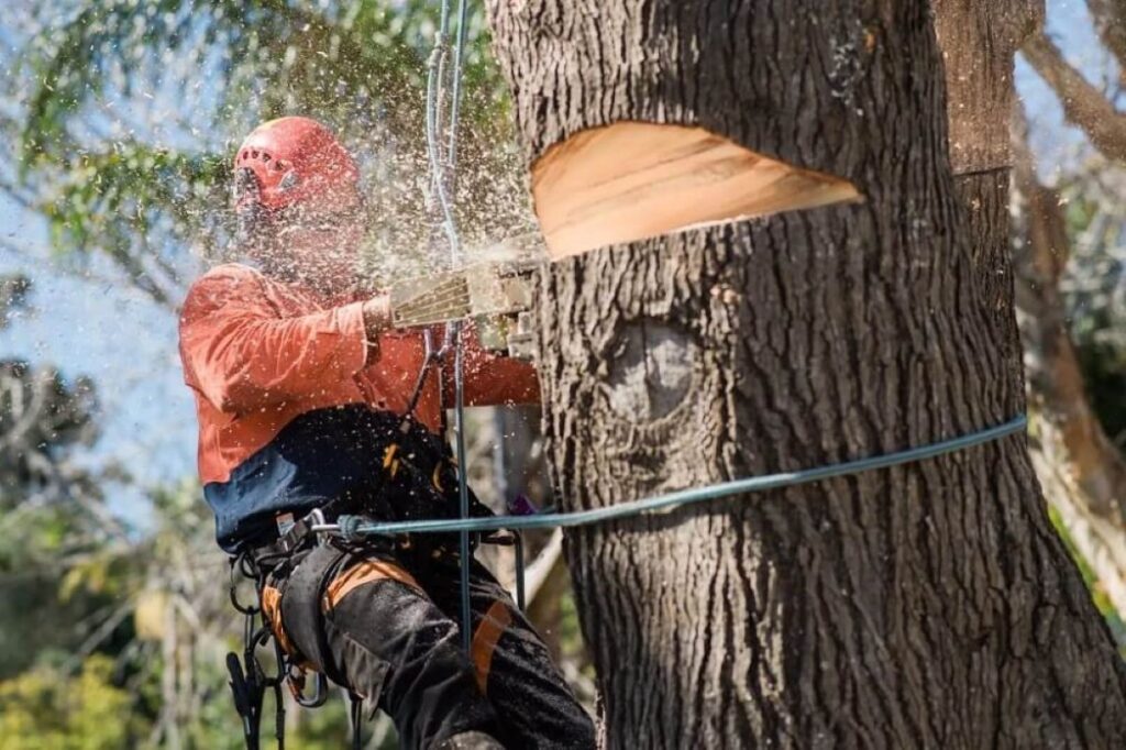 Thornleigh tree services