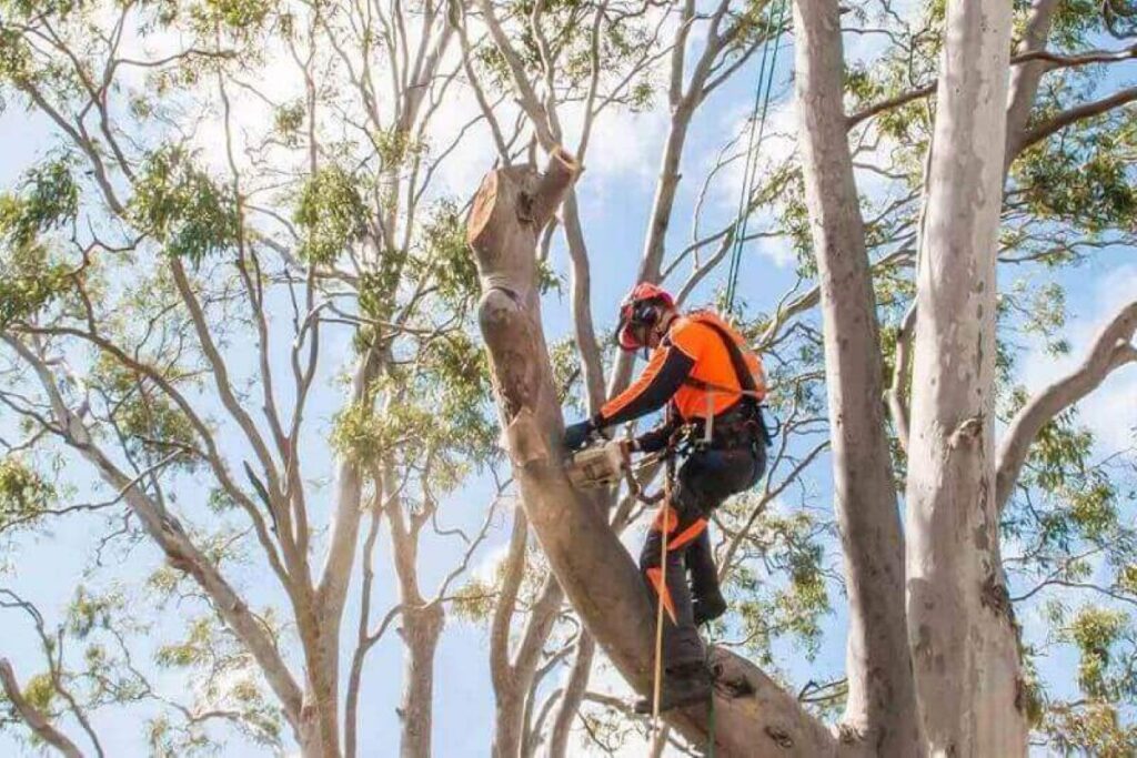 consulting arborist sydney
