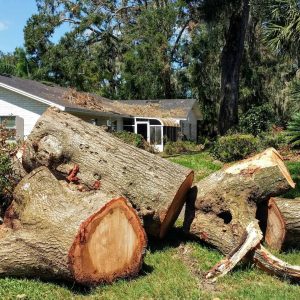 Why Professional Tree Removal Services are Essential for Property Safety
