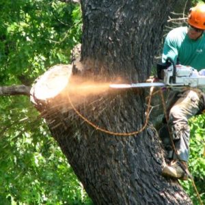 Tree Services Sydney: From Lopping to Complete Removal