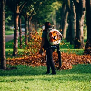 Tree Cutting Tips Every Homeowner Should Consider Before Starting